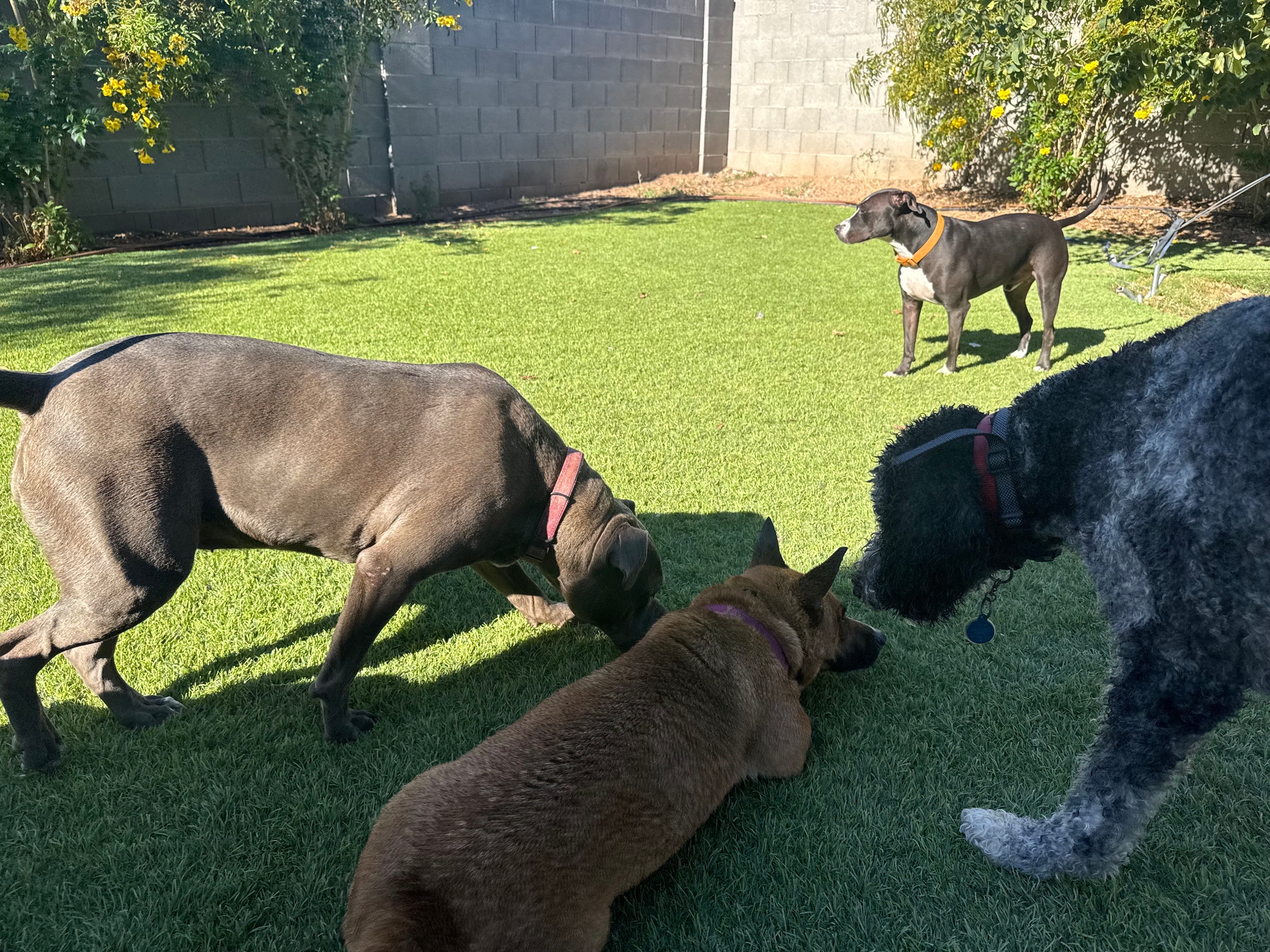 Choice of Pet Boarding or Daycare Service Packages