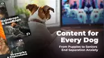 Stream DOGTV for a Year or Enjoy a Free Month