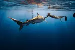 Cageless Shark Snorkeling – Oahu's North Shore, Hawaii