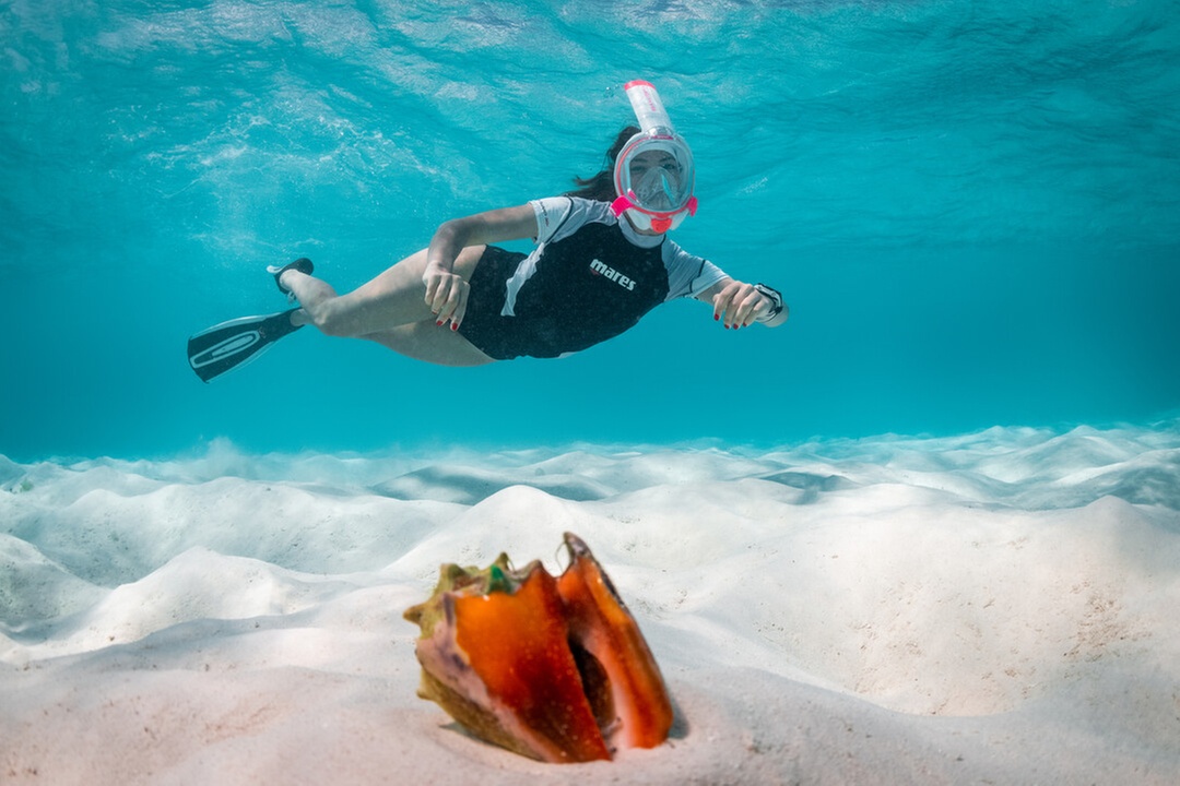 Snorkel (Activity / Experience) at Clubsub Diving Club
