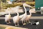 Clearwater Marine Aquarium Ticket Deals & Discounts - Up to 15% Off