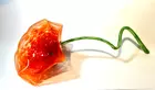 Create Your Own Masterpiece with Glassblowing with Expert Guidance!