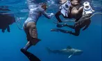 Cageless Shark Snorkeling – Oahu's North Shore, Hawaii