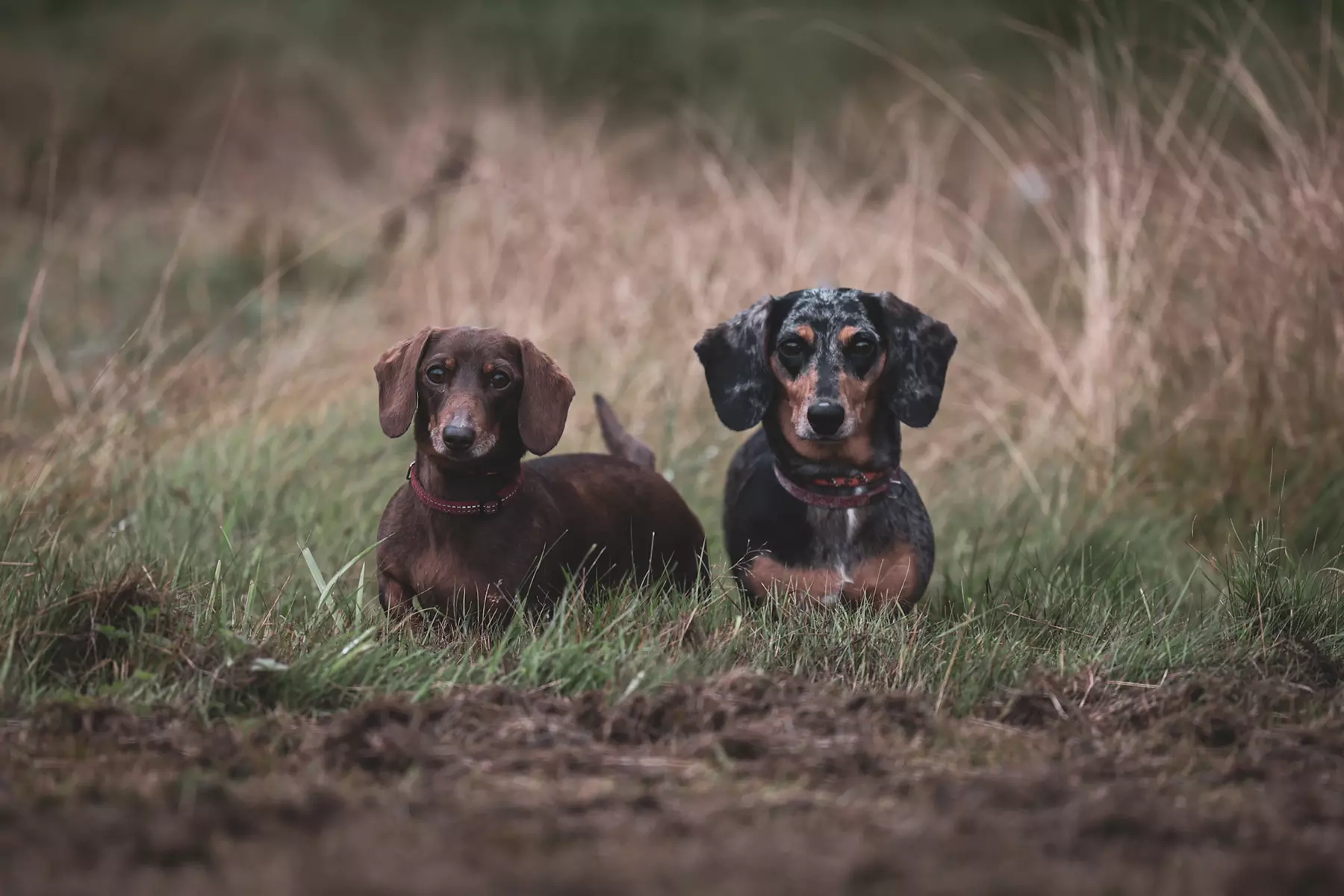 Up to 80% Off on Obedience School at The Modern Dog Trainer