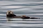 Full-Day Kenai Fjords National Park Northwestern Cruise