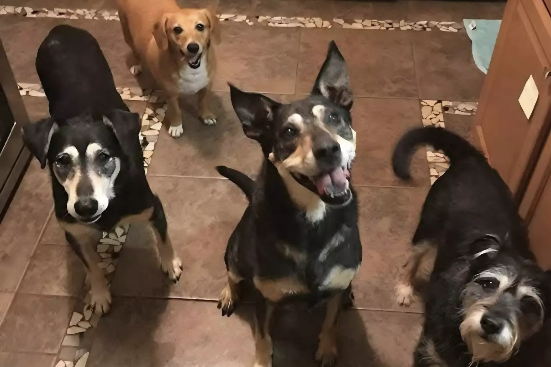 $30 For 1 Day/Night Pet Boarding (Large Dog) (Reg. $60)