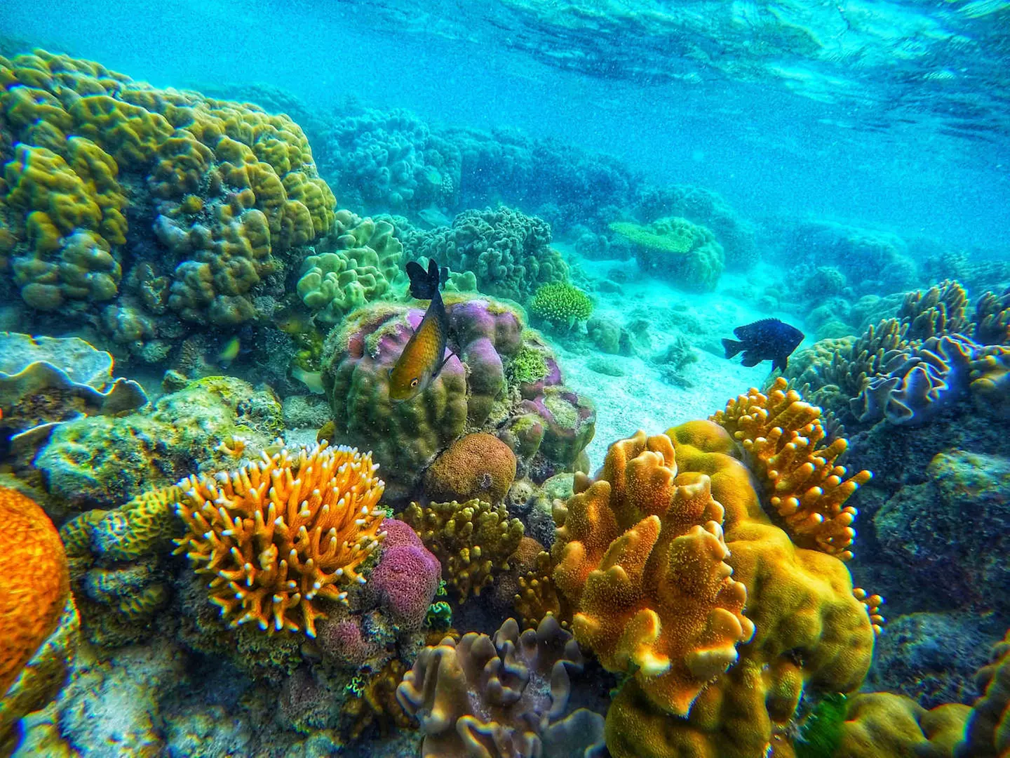 ✈ PHILIPPINEN | Manila - Die Wunder von Palawan in 4*- und 5*-Hotel...