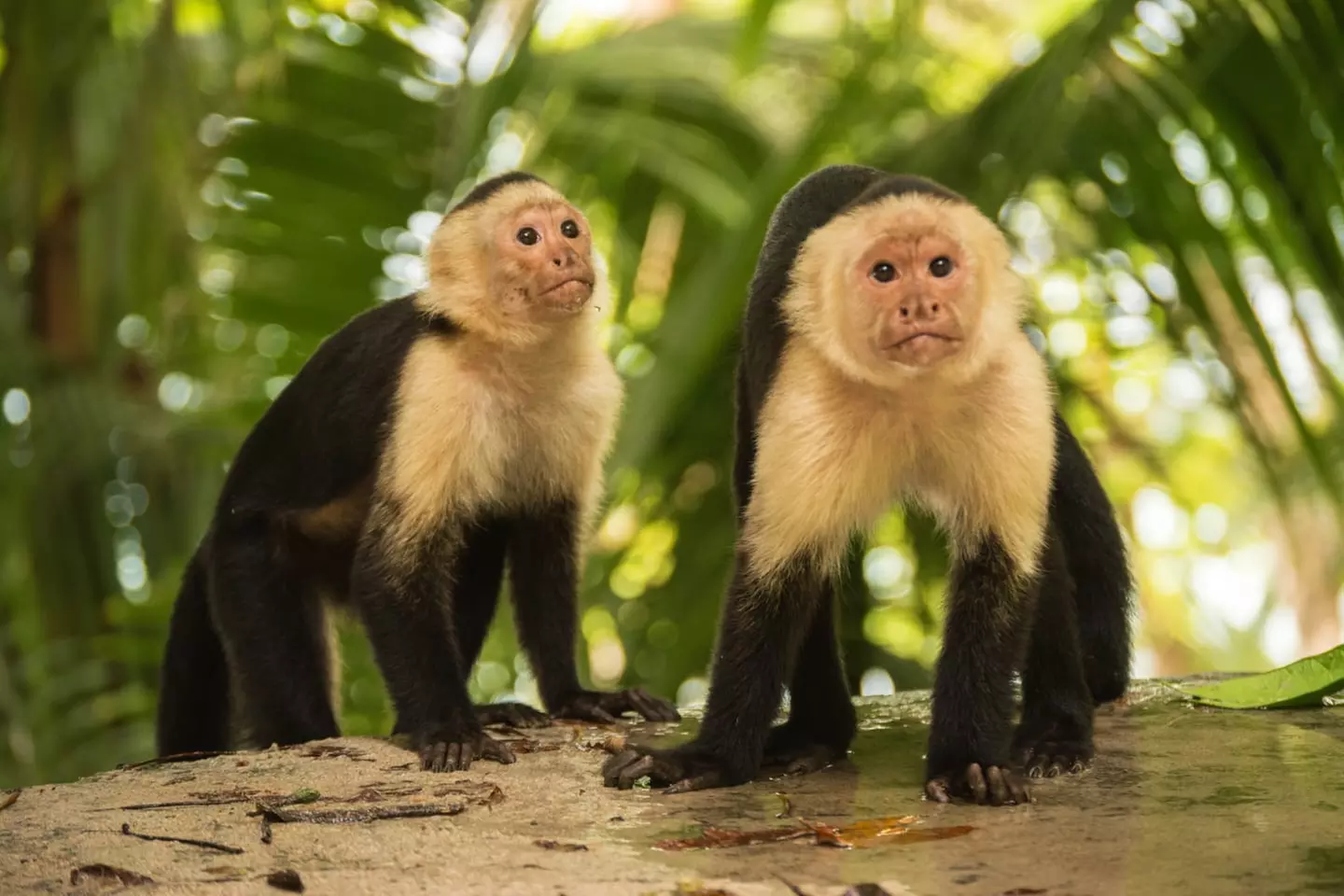 ✈ COSTA RICA | San José - L'essenziale della Costa Rica con estensi...
