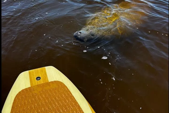 New Smyrna Dolphin and Manatee Kayak and SUP Adventure Tour