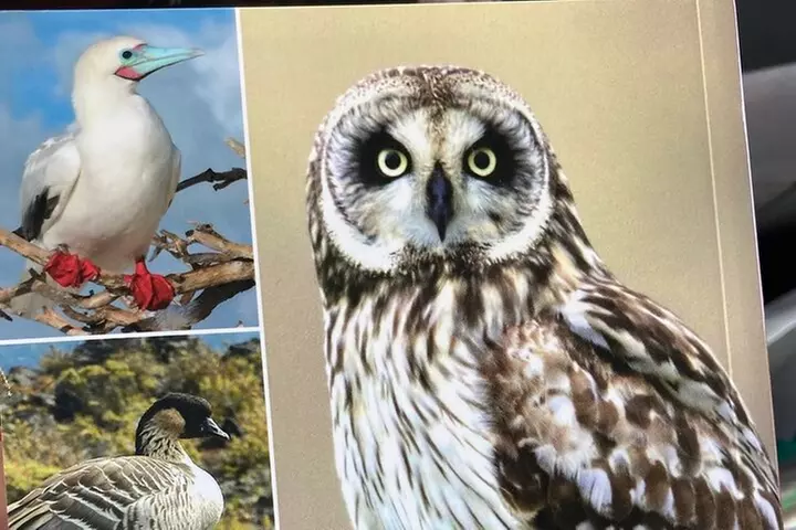 Maui Birdwatching at Maui Bird House