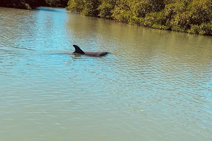 New Smyrna Dolphin and Manatee Kayak and SUP Adventure Tour
