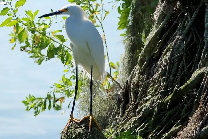 2 Hour Historical Wildlife Tour of the Chain of Lakes