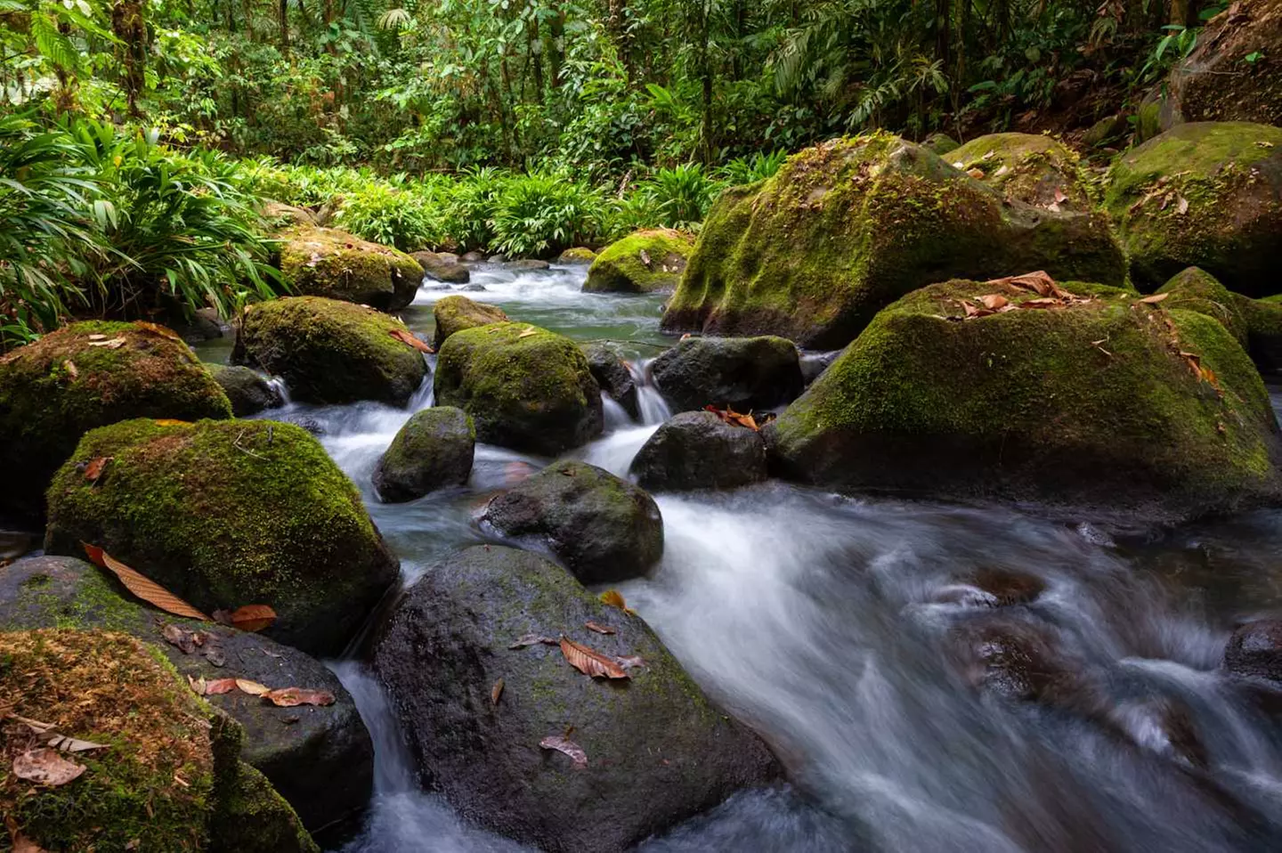 ✈ COSTA RICA | San José - Inmitten der Natur: Dschungel, Strände un...