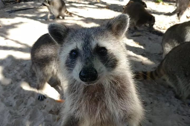 Raccoon Island Exploration on SUP/Kayak