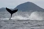 2-Hour Oahu Whale Watch from Ala Wai Harbor, Waikiki