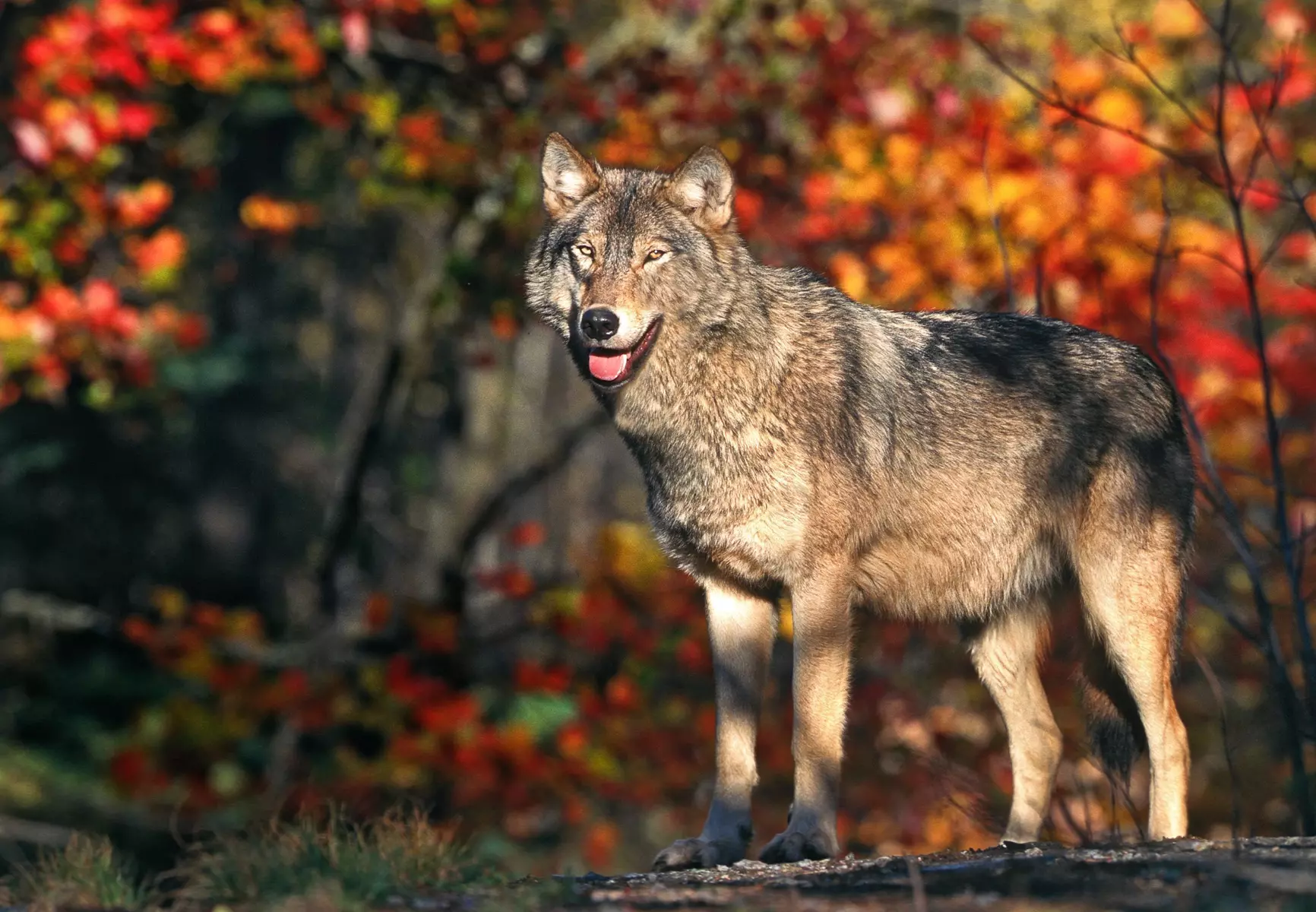 ✈ QUEBEC | Montreal - Entdecken Sie Quebec hinterm Steuer 3*, 8 Näc...