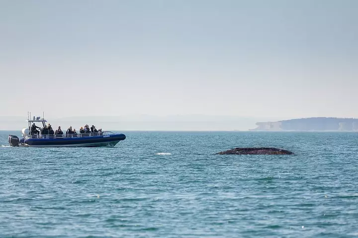 Anacortes Whale Watching Adventure Tour - Zodiac Boat