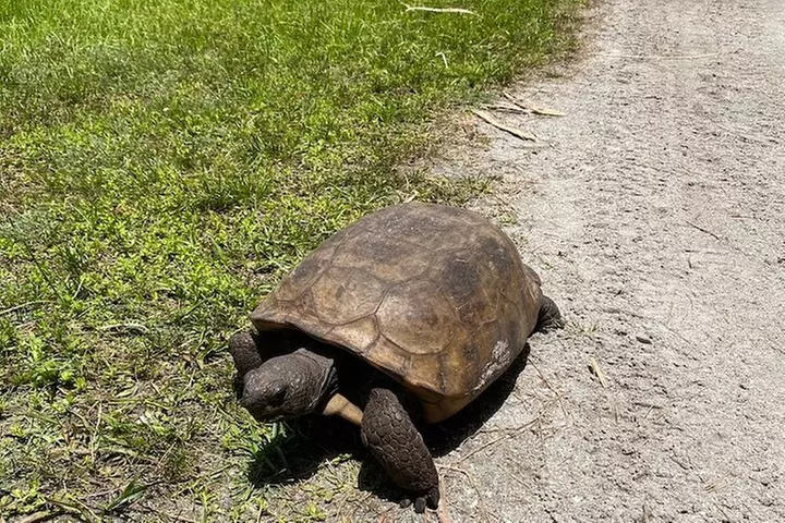 4 Hour Egmont Key Island Tour With Dolphins & Snorkeling Included