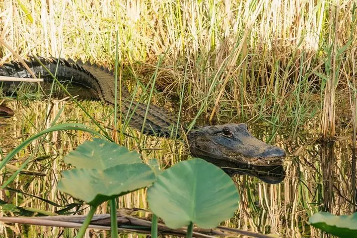 From Miami: Everglades at Night with Airboat and Alligators Tour