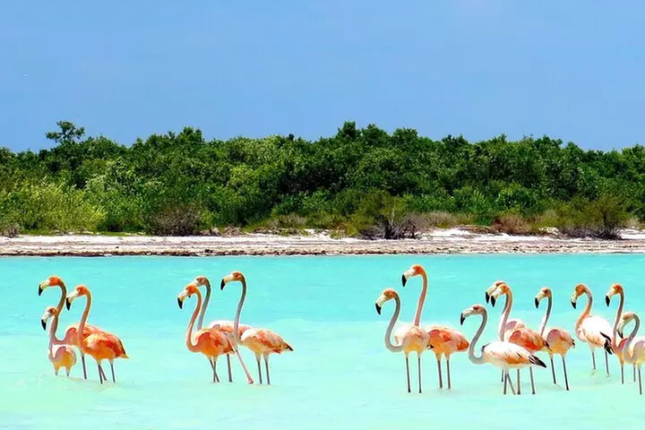 Holbox and Cenote with transfer to Riviera Maya