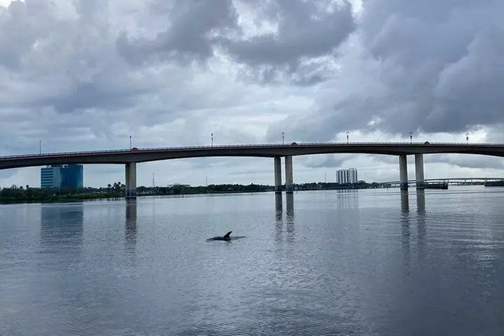 Dolphin and Manatee Stand Up Paddleboard Tour in Daytona Beach
