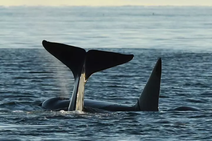 Anacortes Whale Watching Adventure Tour - Zodiac Boat