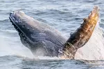 2 Hour Waikiki Whale Watching Cruise from Oahu