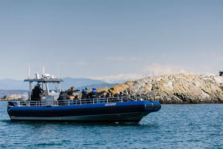 Anacortes Whale Watching Adventure Tour - Zodiac Boat