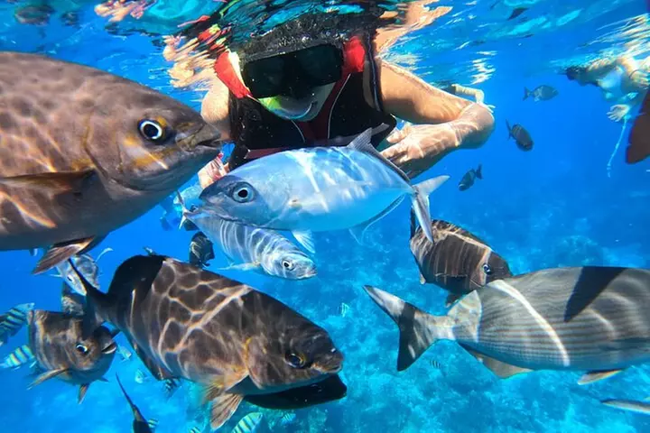 Snorkeling Experience in Cozumel with Transportation from Cancun