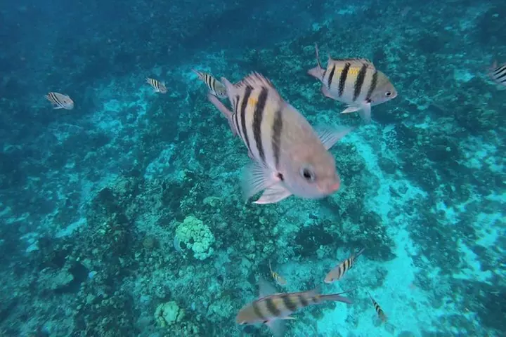 Snorkeling Experience in Cozumel with Transportation from Cancun