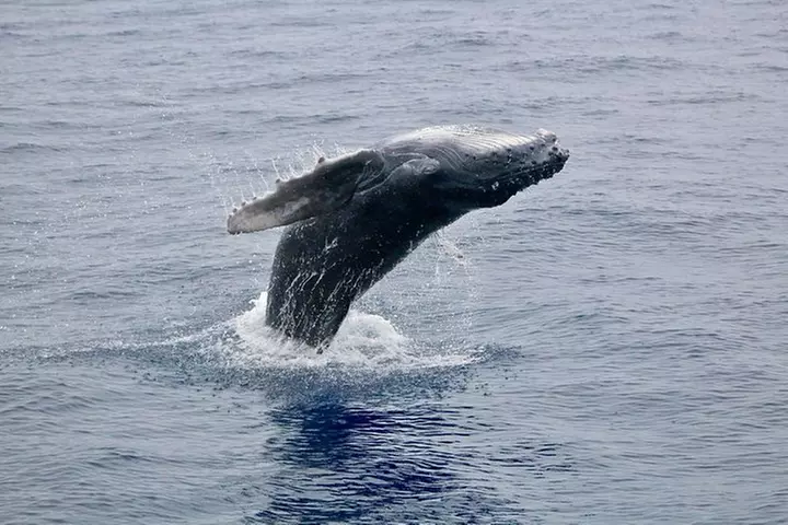 Maui Premium Sunset Dinner Cruise & Whale Watch
