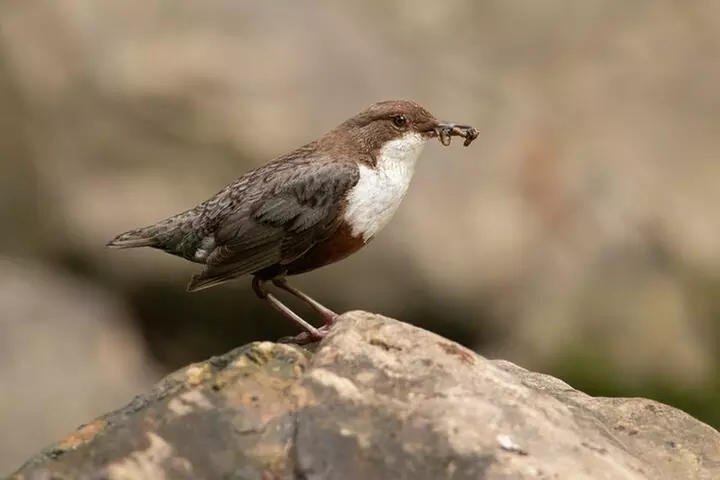 Black Canyon of the Gunnison NP Self-Guided Driving Audio Tour