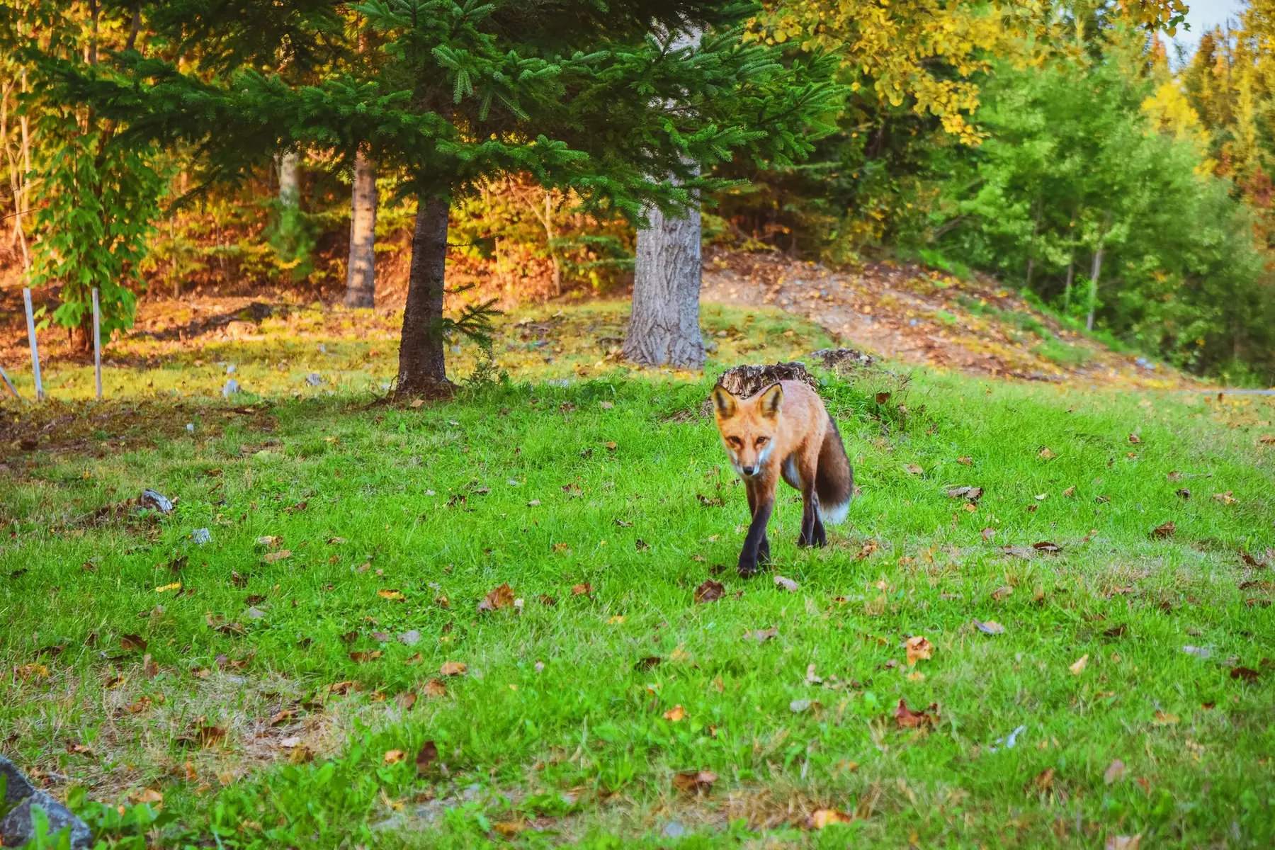 ✈ QUEBEC | Montreal - Entdecken Sie Quebec hinterm Steuer 3*, 8 Näc...