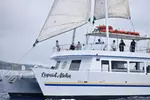 2 Hour Waikiki Whale Watching Cruise from Oahu
