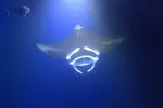 Sunset Manta Ray Tour in Kailua-Kona