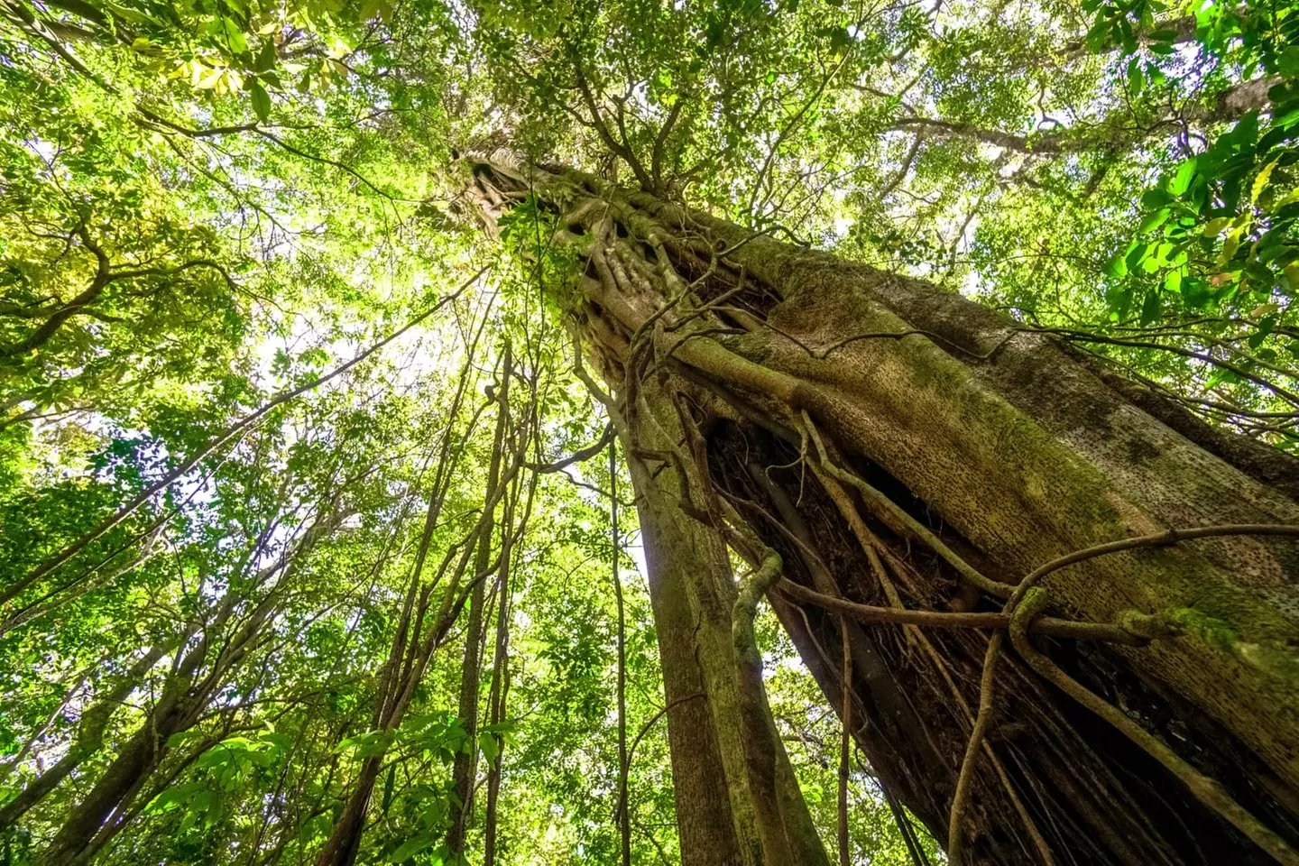 ✈ COSTA RICA | San José - L'essenziale della Costa Rica con estensi...