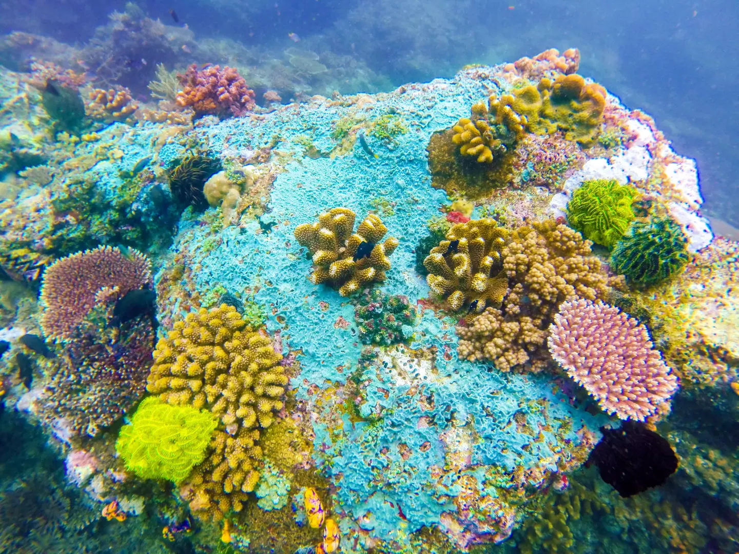 ✈ PHILIPPINEN | Manila - Juwelen der Philippinien in 3* und 4* Hote...