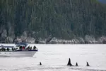Full-Day Kenai Fjords National Park Northwestern Cruise