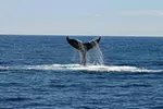 2 Hour Waikiki Whale Watching Cruise from Oahu