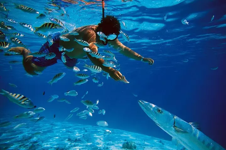 Snorkeling Experience in Cozumel with Transportation from Cancun