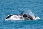 Full-Day Kenai Fjords National Park Northwestern Cruise