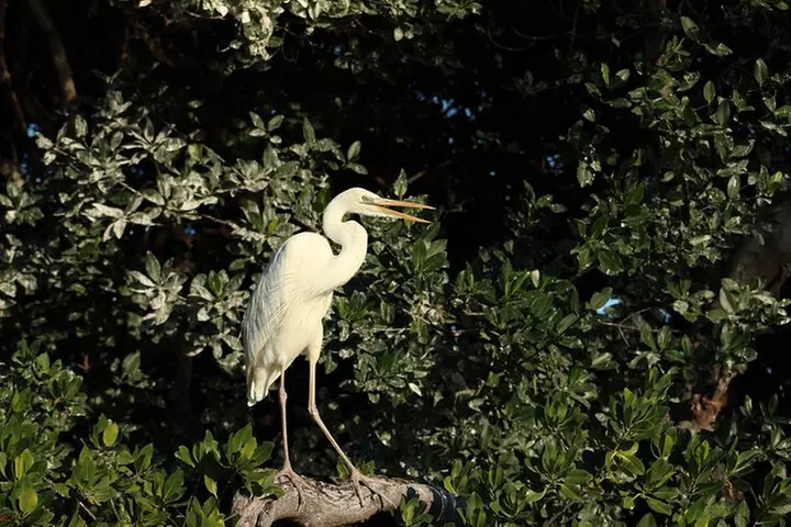 Private 2 hour Mangrove Ecotour