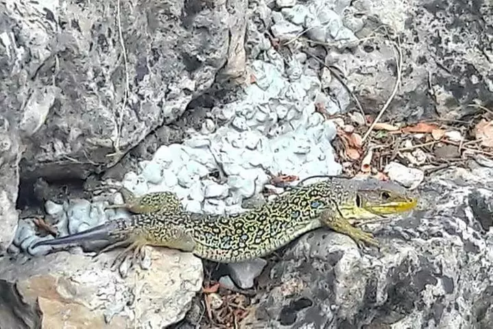 Visita guiada en la Ciudad Encantada