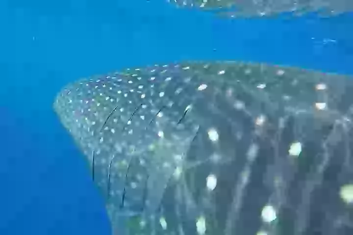 2.5 Hour Morning Snorkel