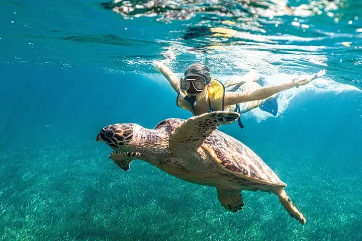 With Turtles, Shipwreck, Cenote, and Reef and Transport Included