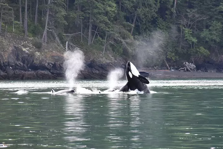 Anacortes Whale Watching Adventure Tour - Zodiac Boat