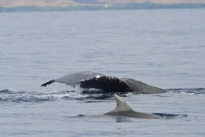 Maui Premium Sunset Dinner Cruise & Whale Watch