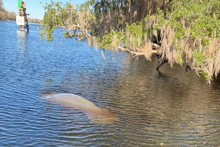 Orlando Manatee and Natural Spring Adventure Tour at Blue Springs