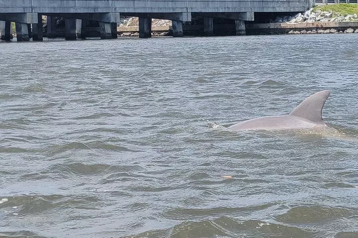 New Smyrna Dolphin and Manatee Kayak and SUP Adventure Tour