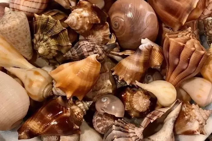 4 Hour Egmont Key Island Tour With Dolphins & Snorkeling Included